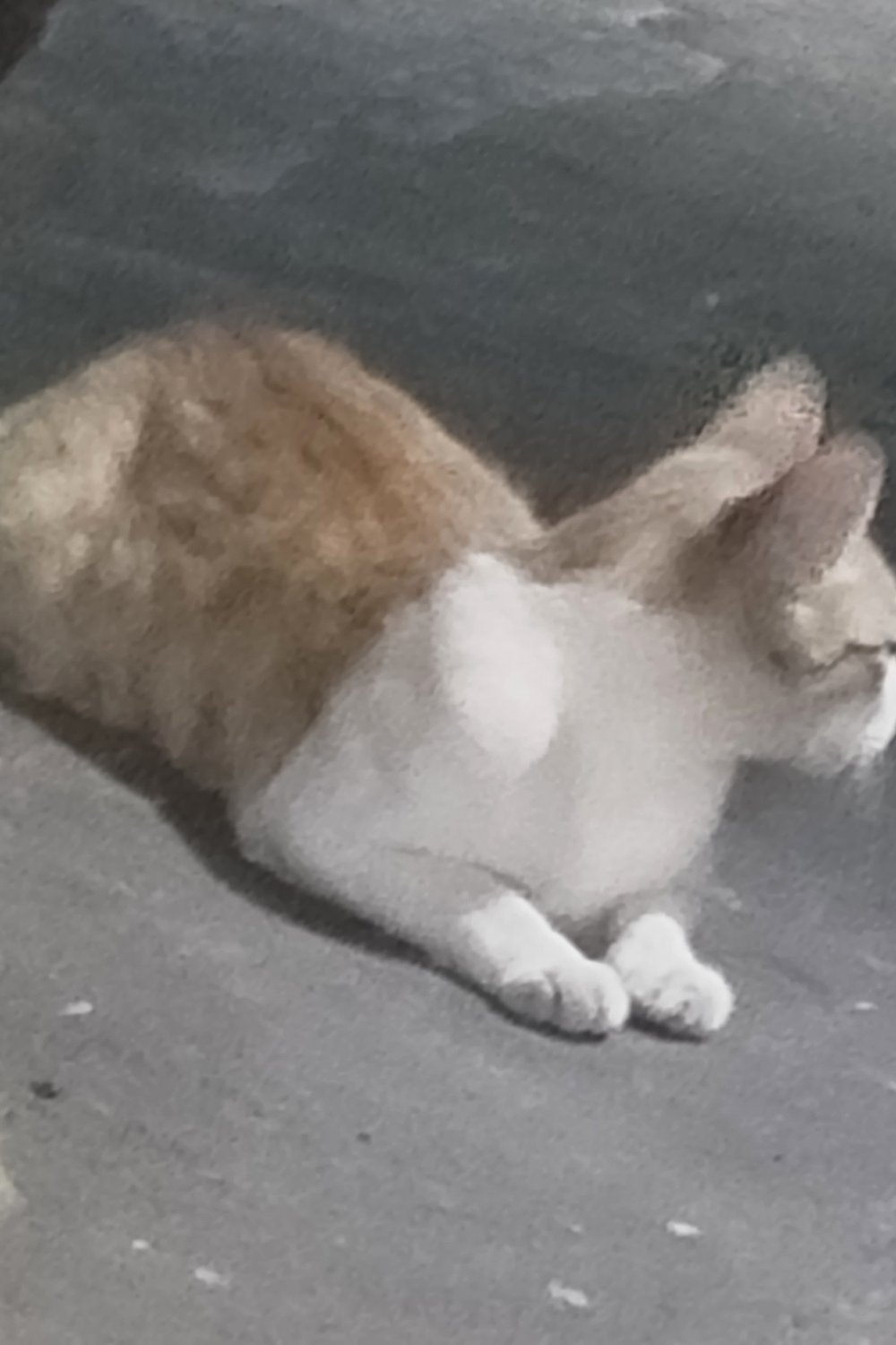 고몀미