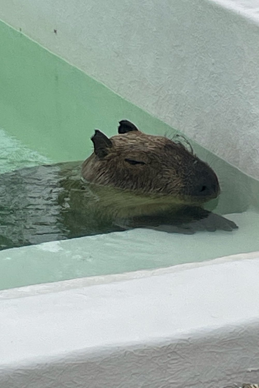 카피바라