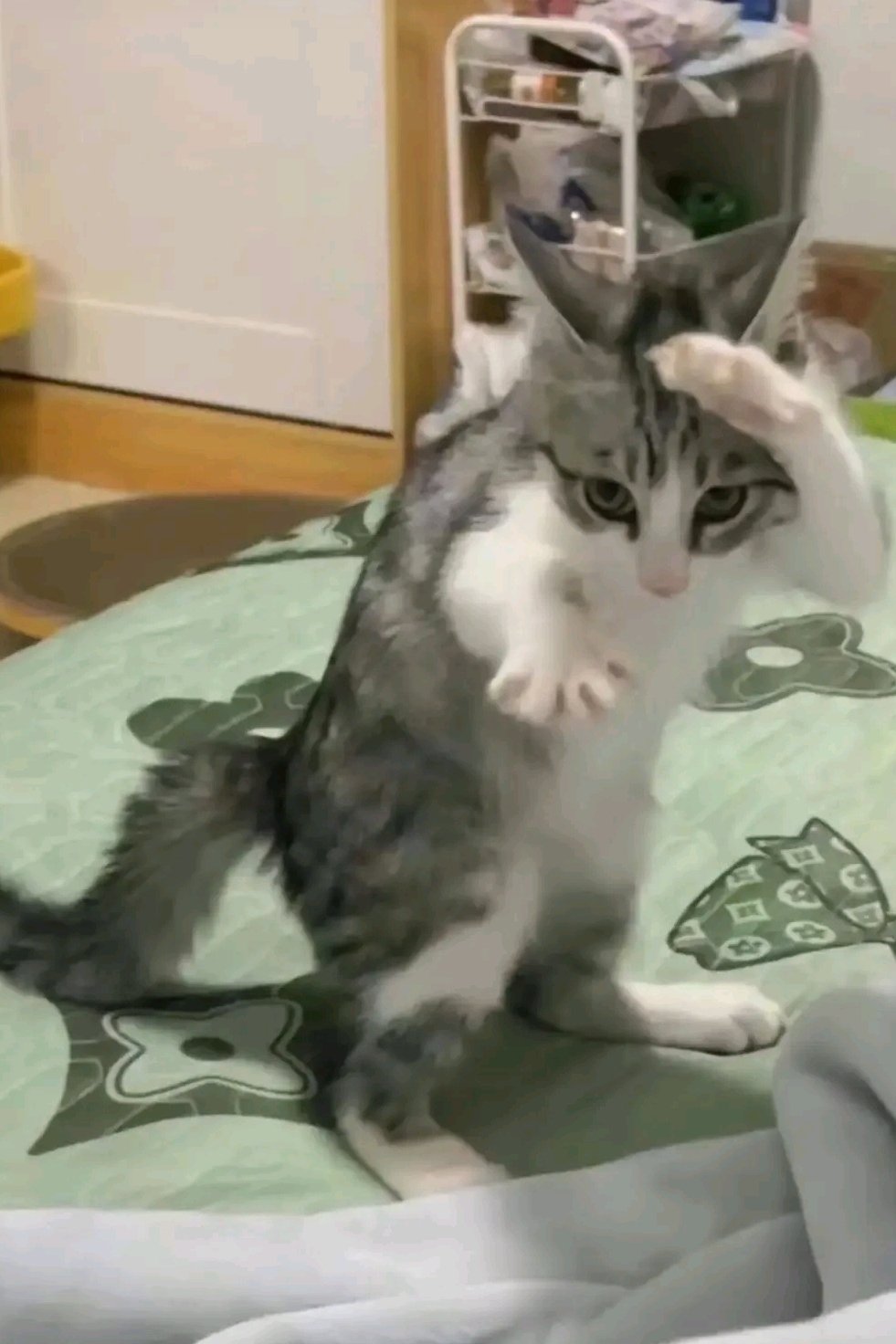 고양이