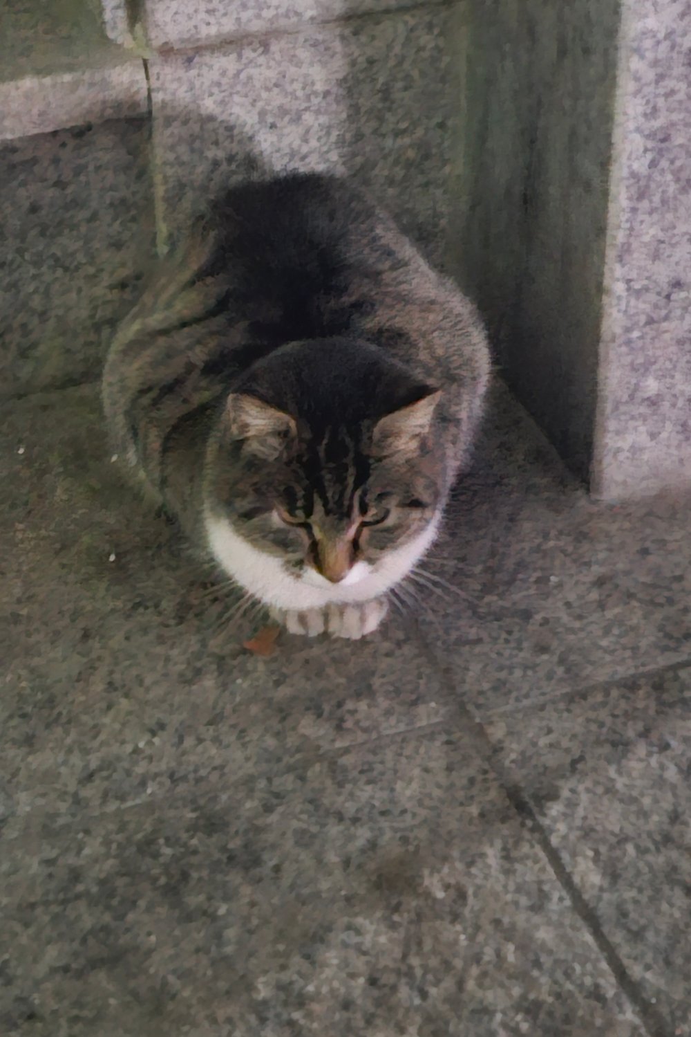 몰로토크 