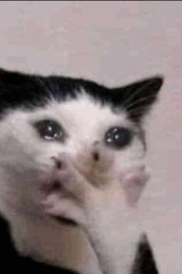 고양이