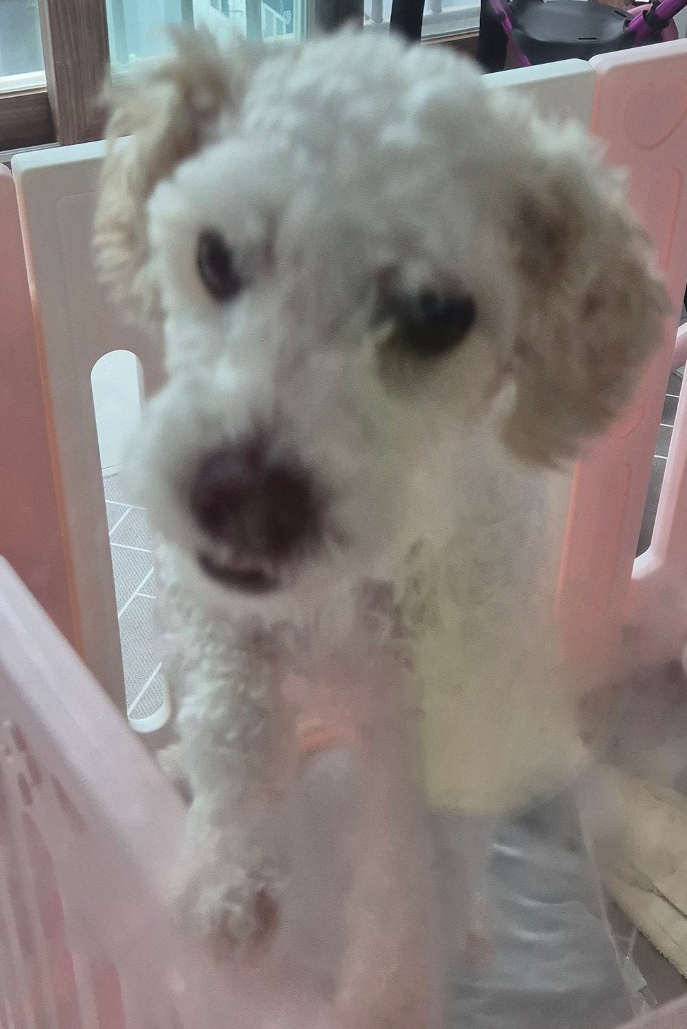 강아지 루비