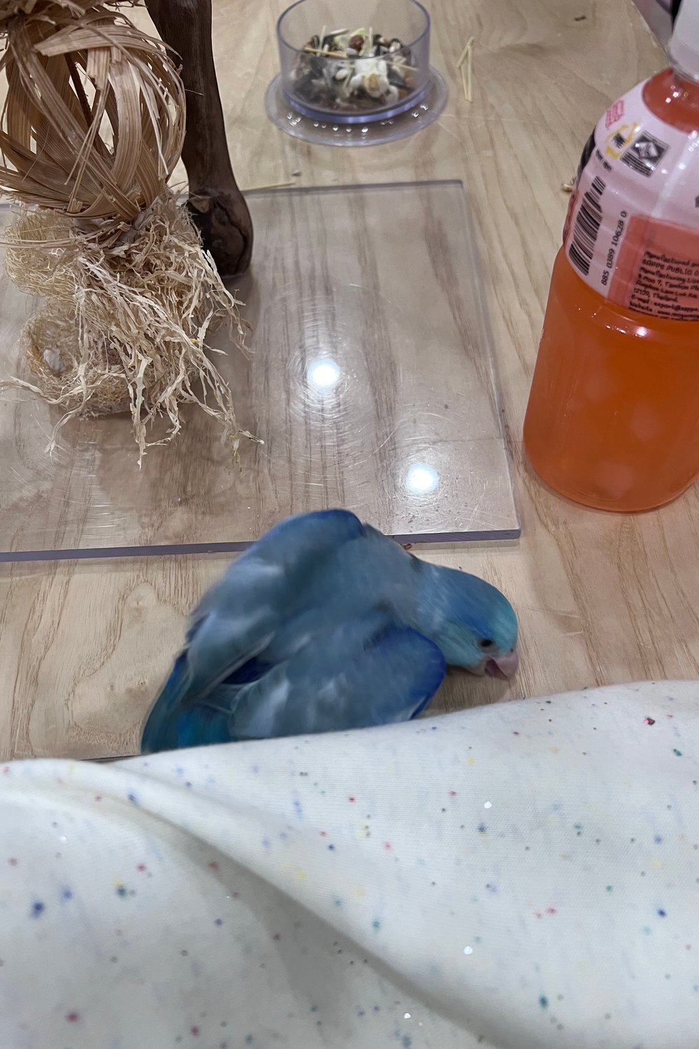이하은🦜