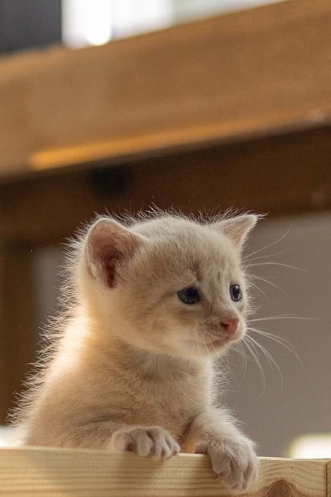 말하는 고양이 박나린