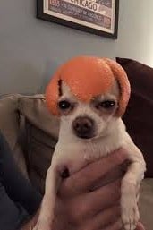 치와와