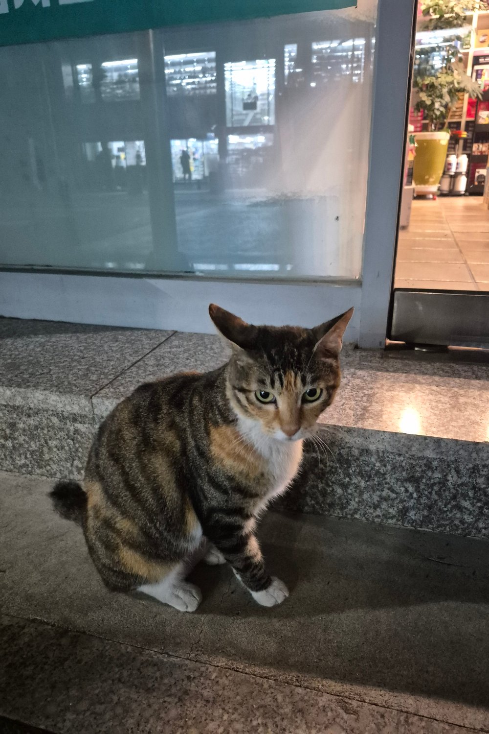 냐옹이