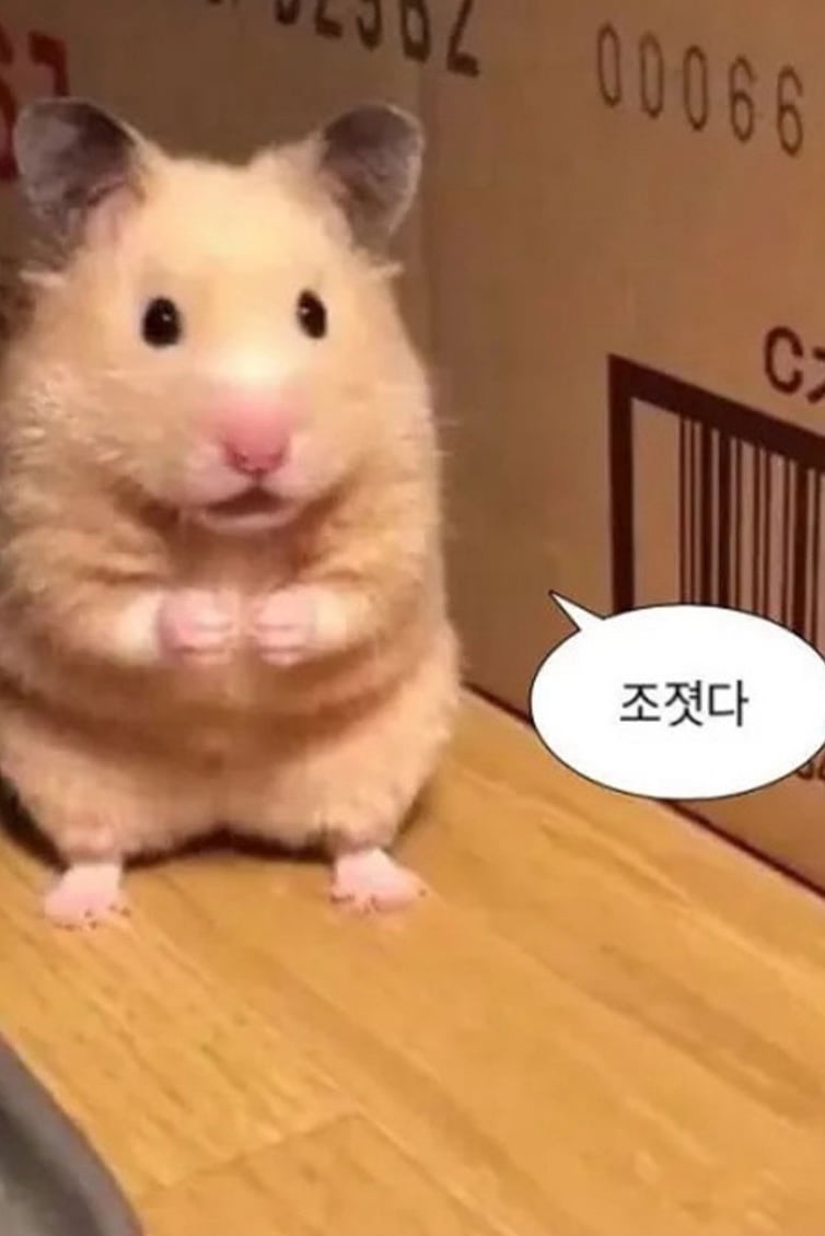 햄찌