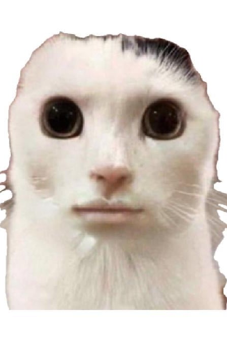 고냐니