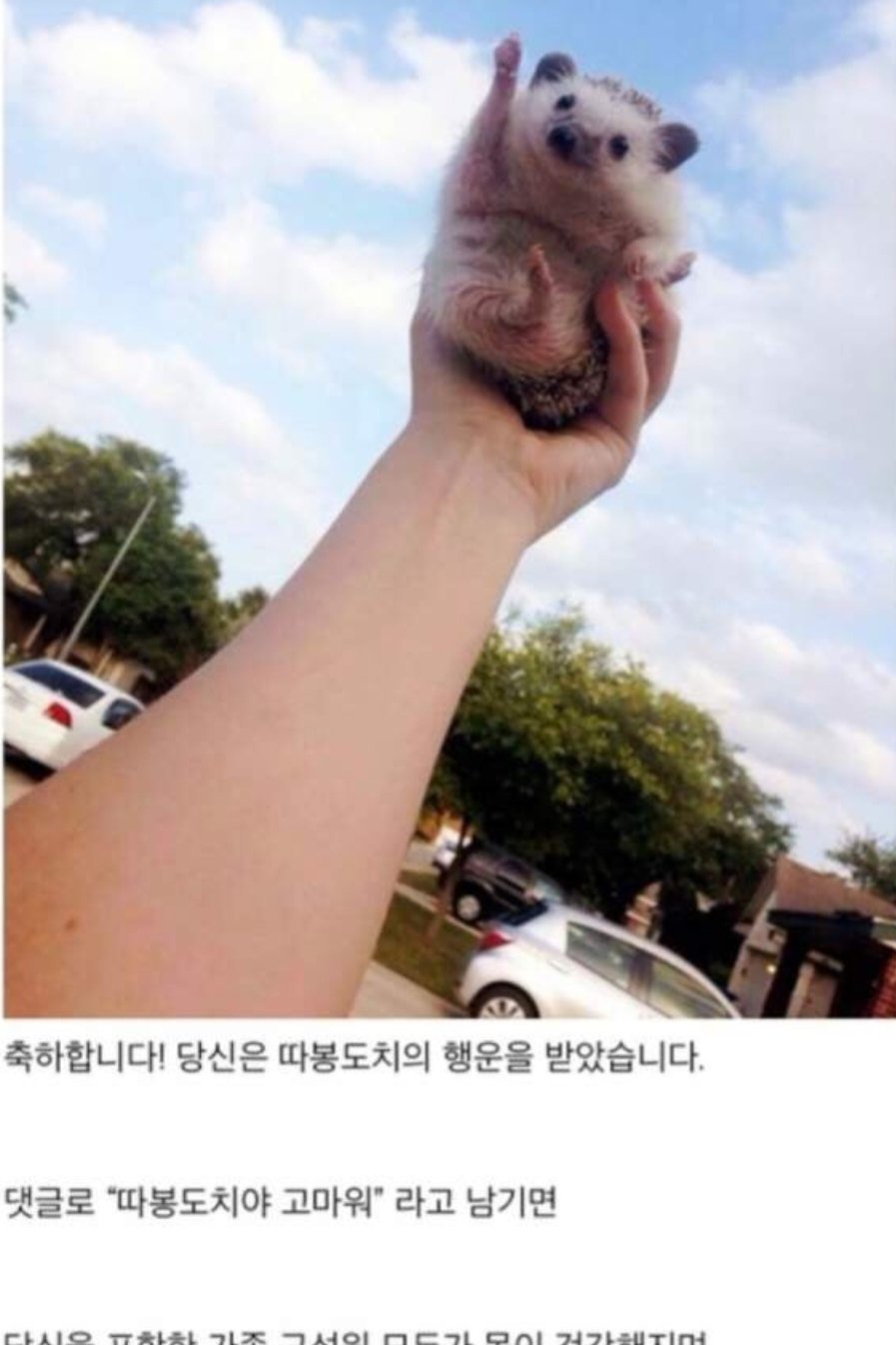 도치