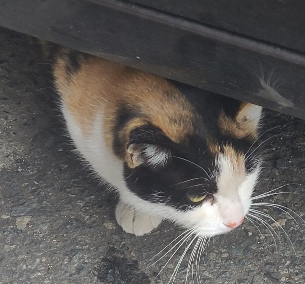 🐱 보리  🐱 