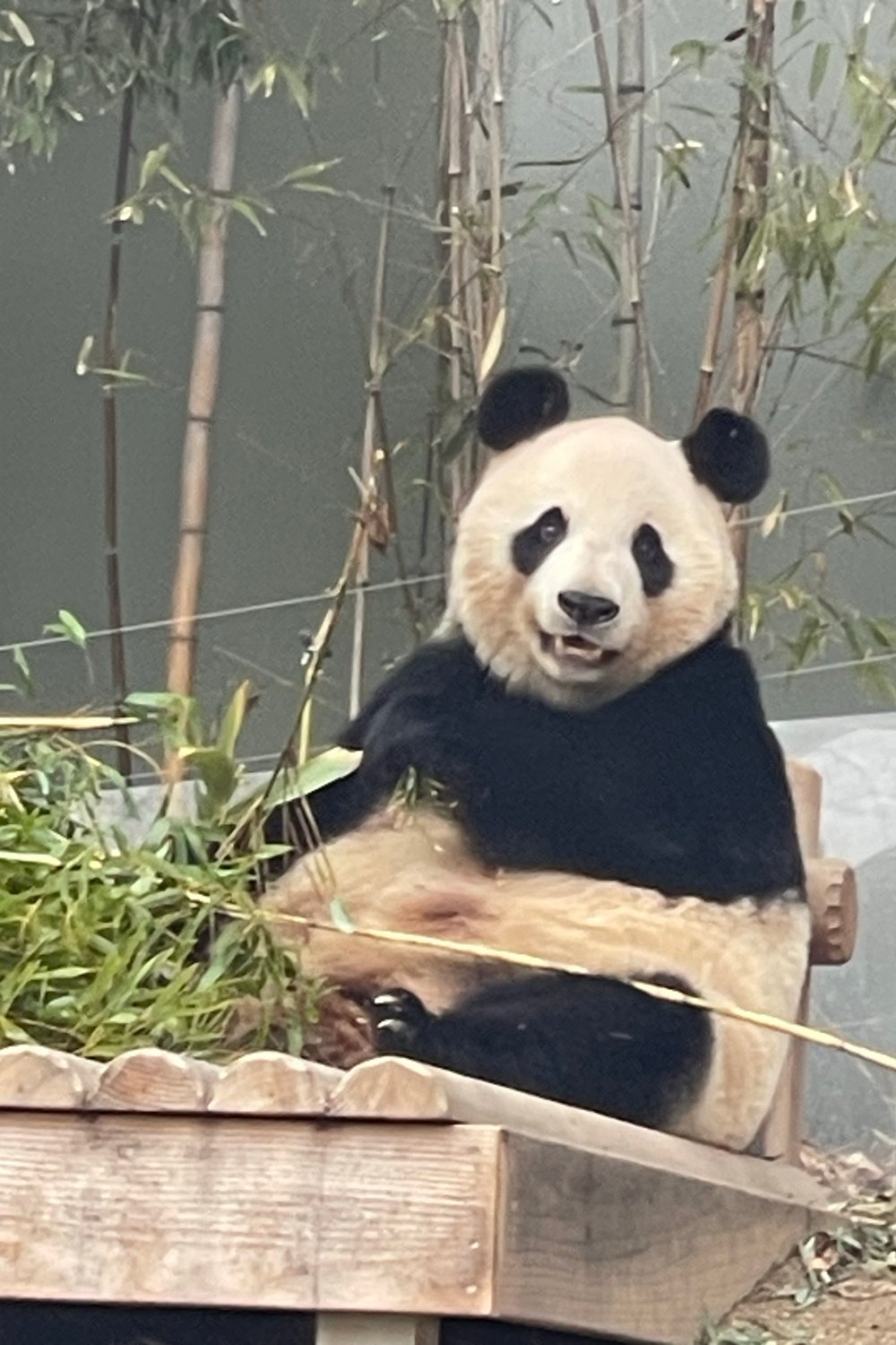 아이바오
