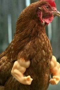 치킨