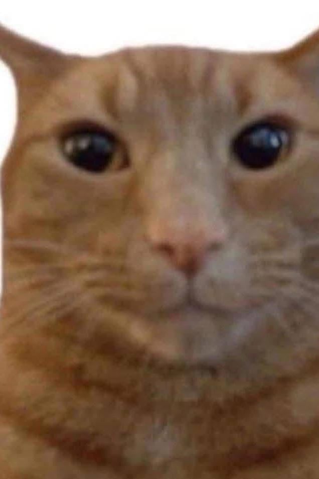 고양이