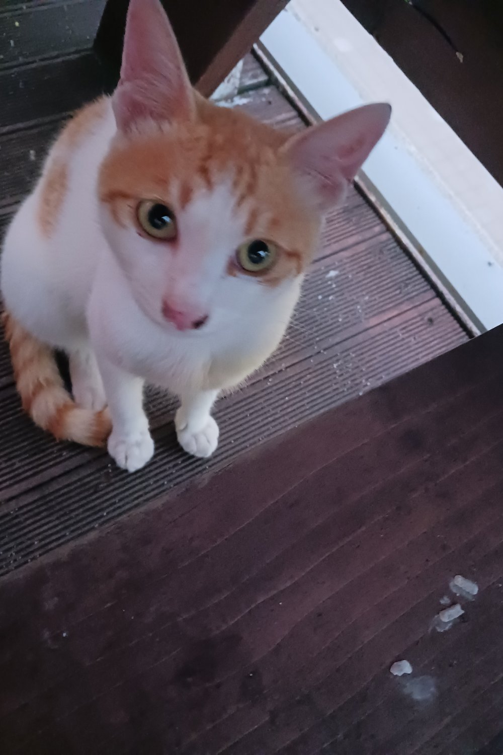 집앞 길냥이