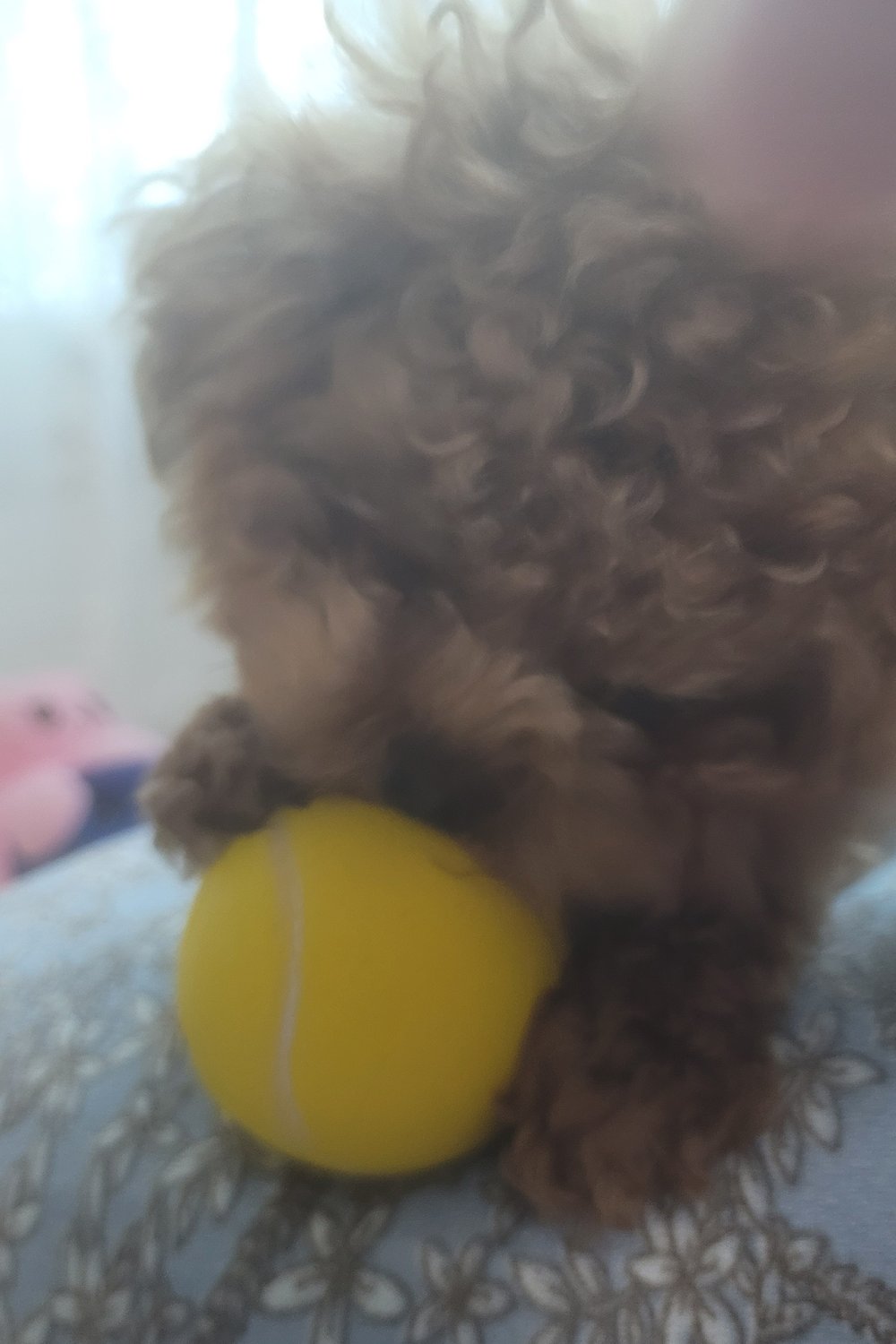 랑이