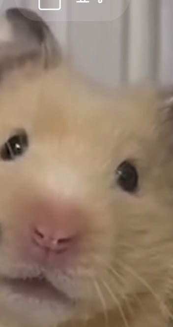 햄찌