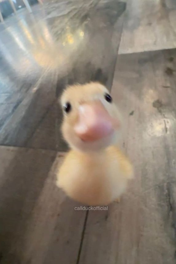 오리