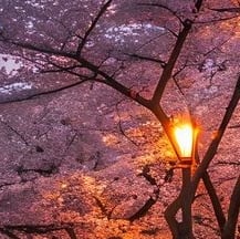 서큐버스로 살아남기