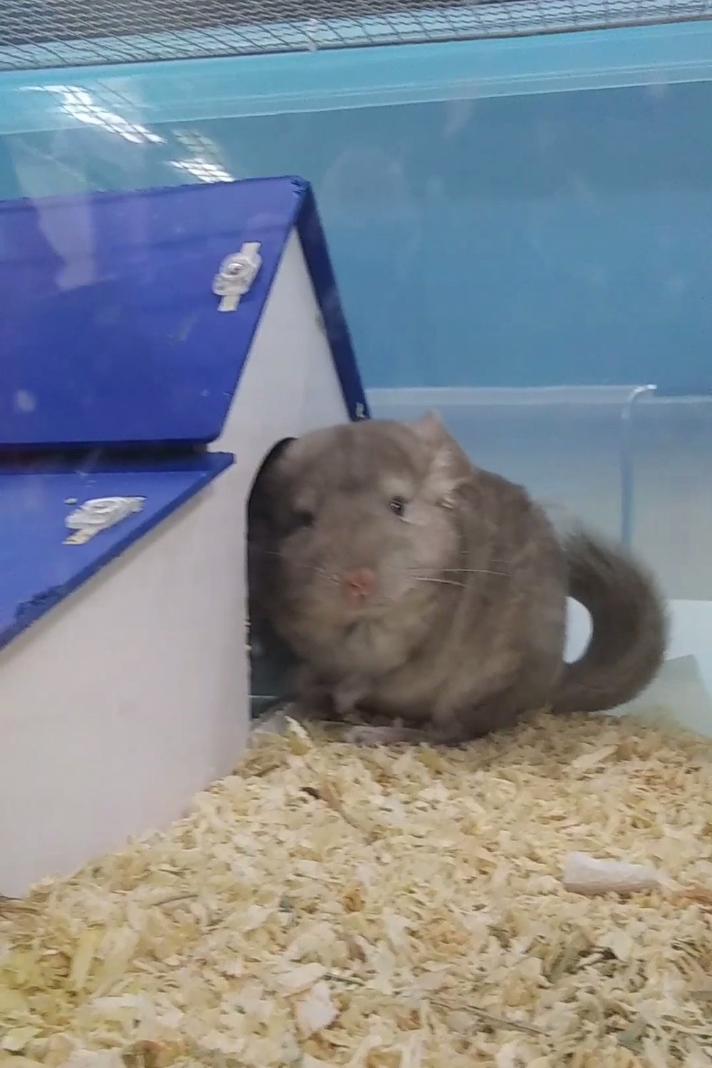 햄쮜