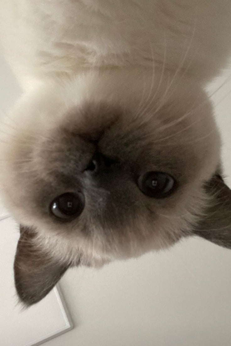 묘얀