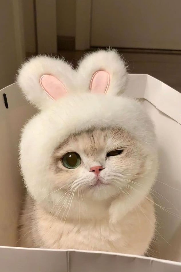 고양이