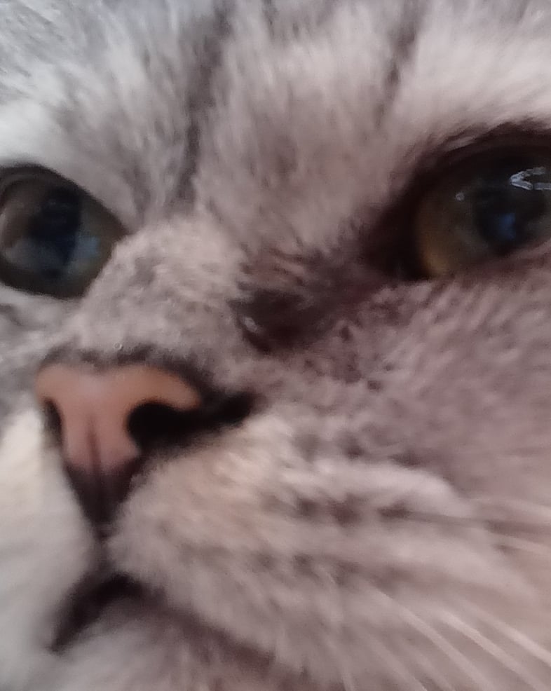 고양이 인줄 알았는데 지로술사