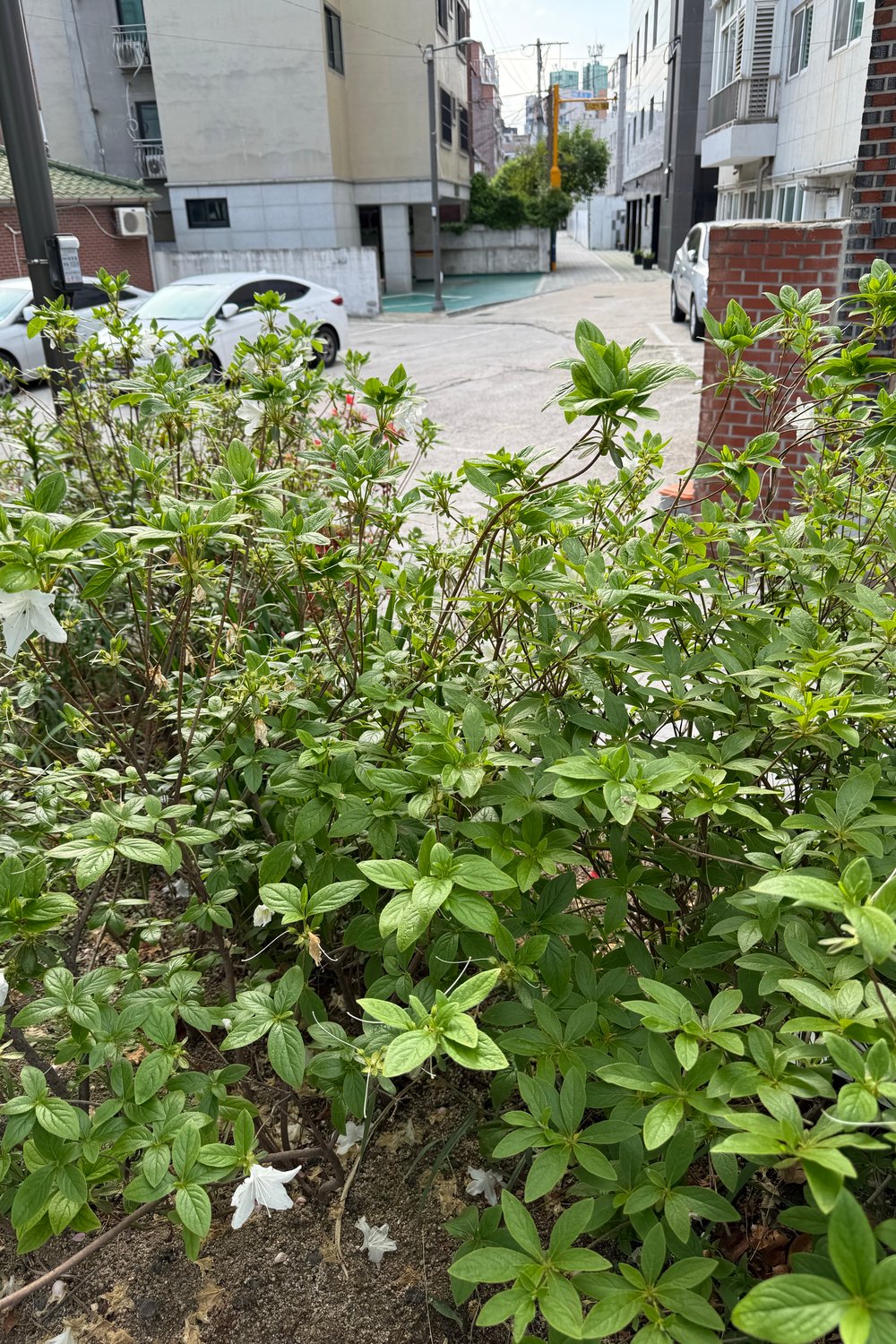 후민