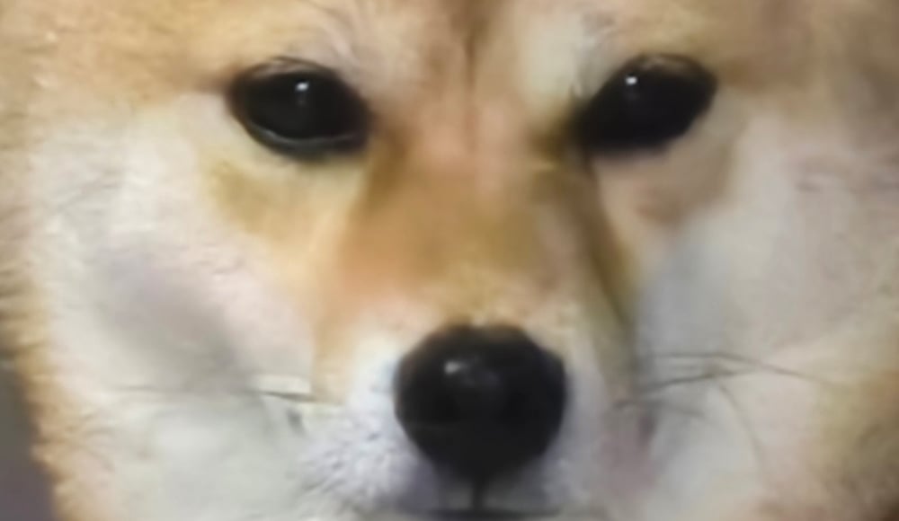 강아지