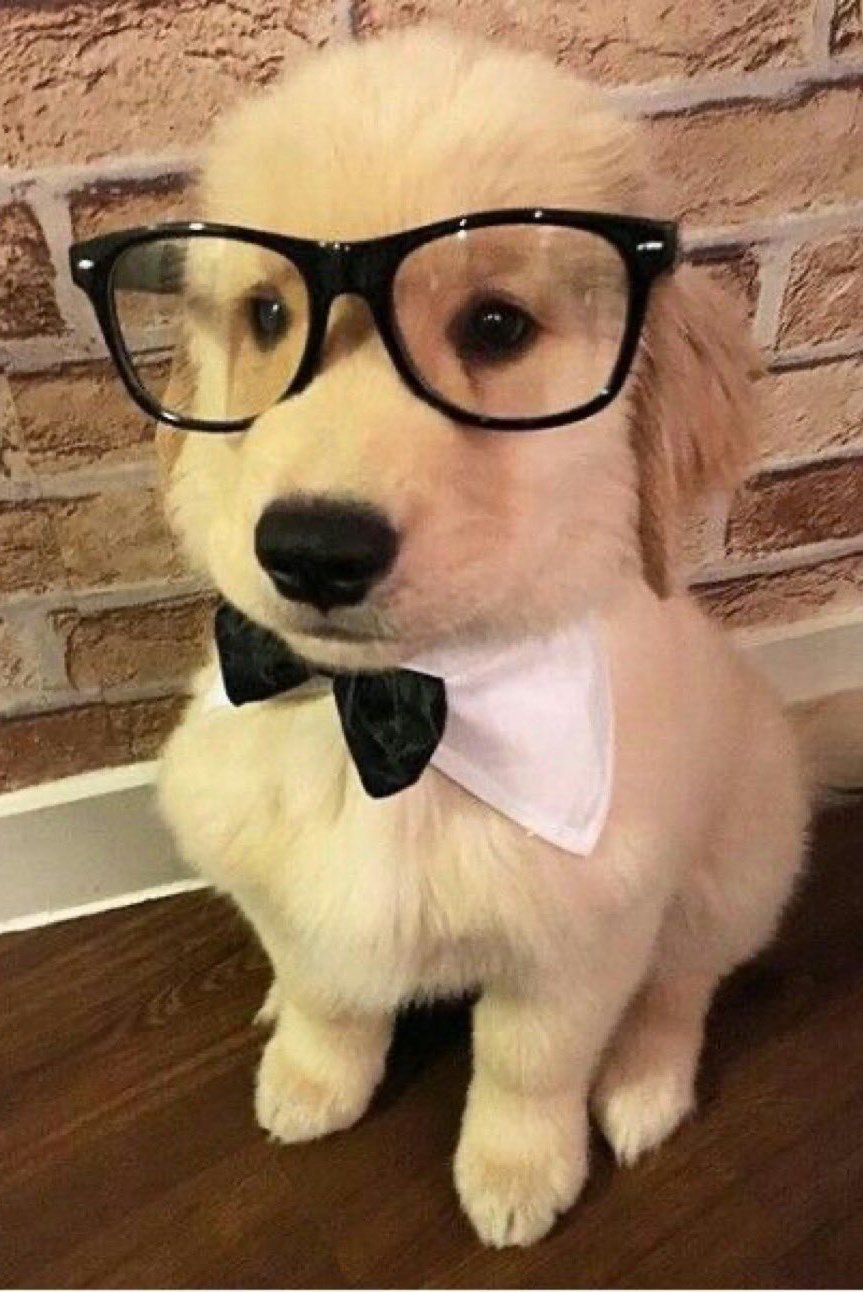 멍뭉이
