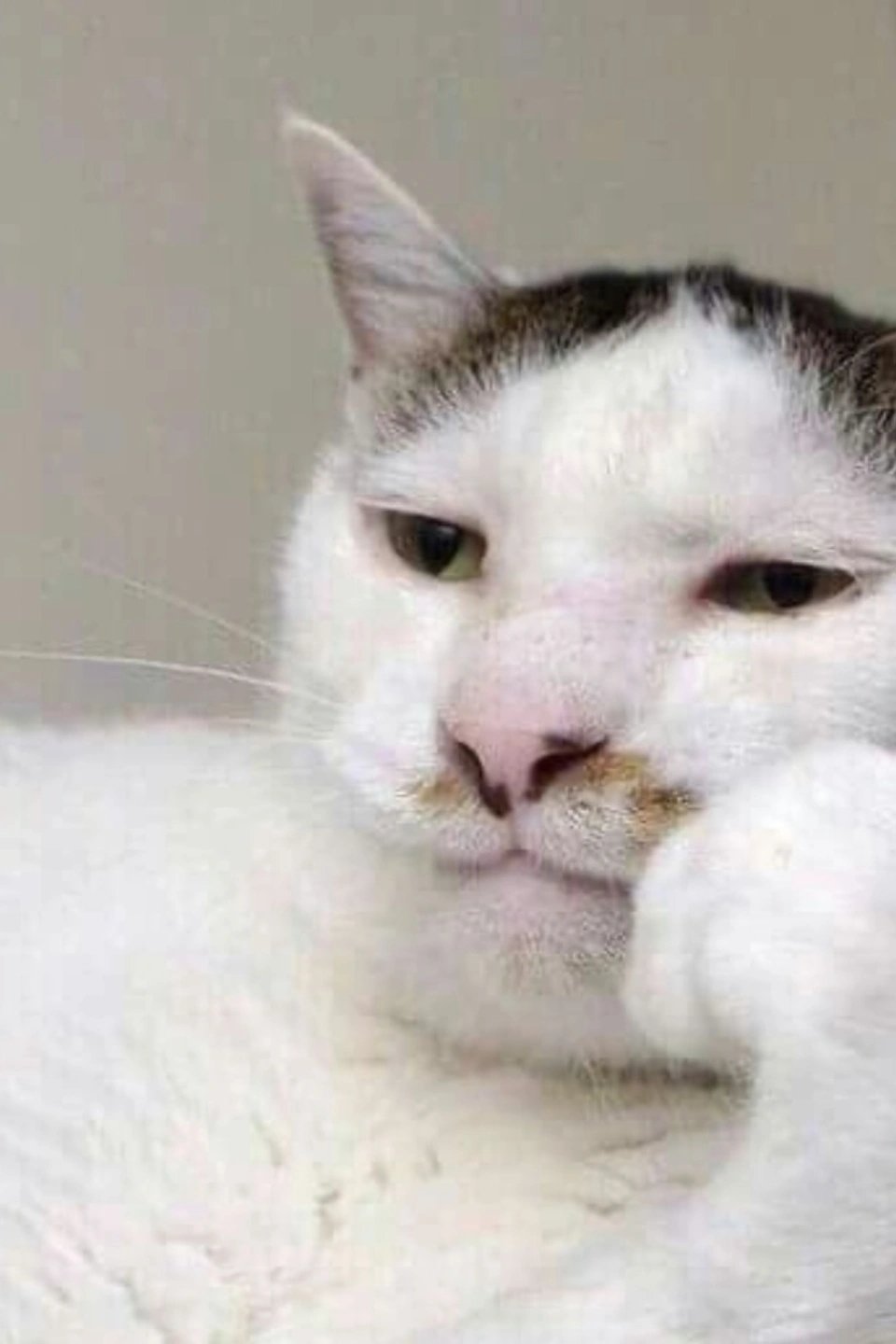 양이