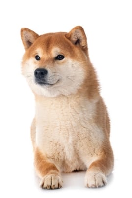 시바