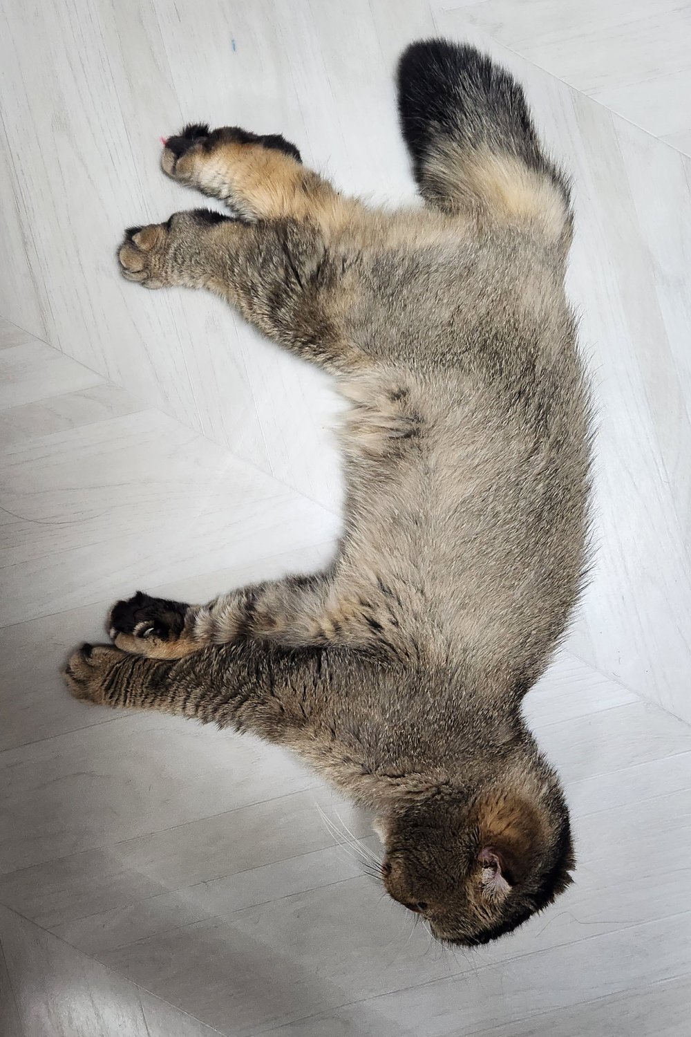 고양이