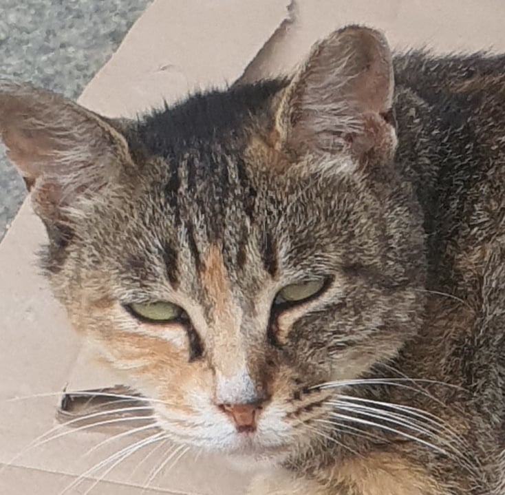 띠띠