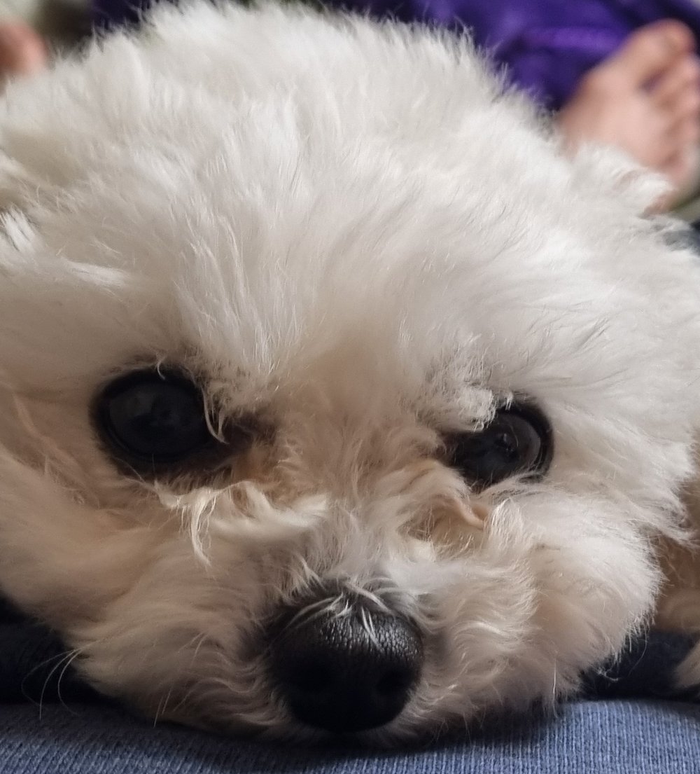 젤크