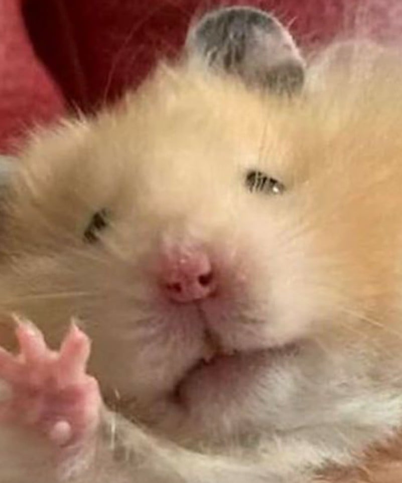 햄스터