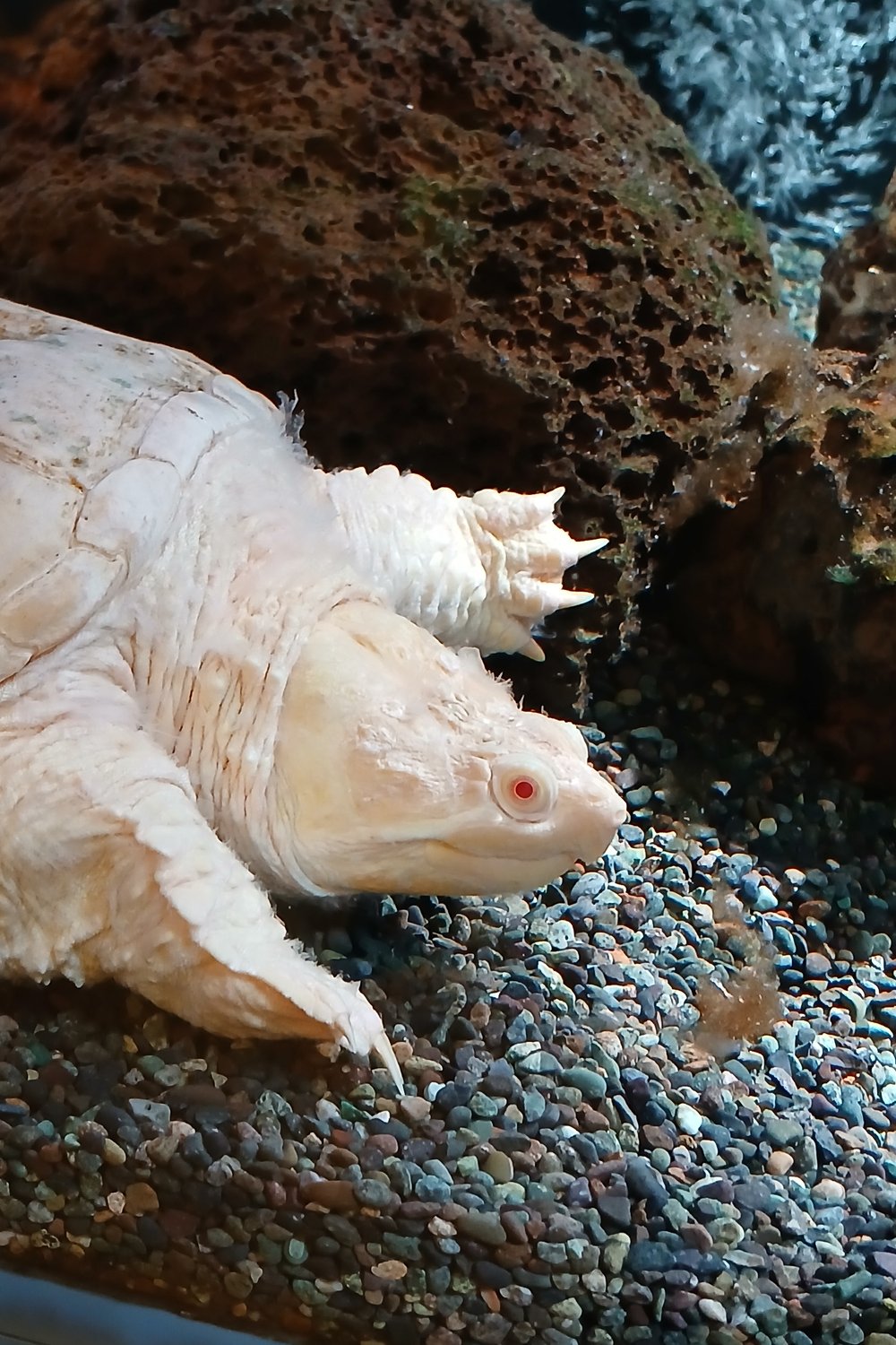 행운의 거북