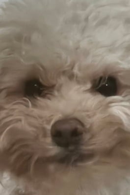 콩이