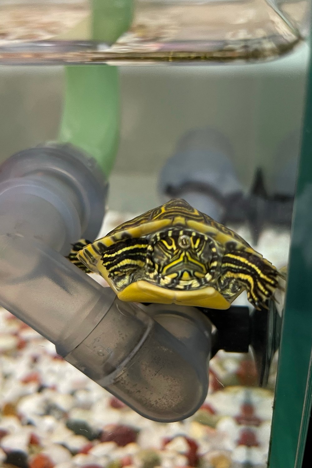 너를 좋아하는 일찐녀