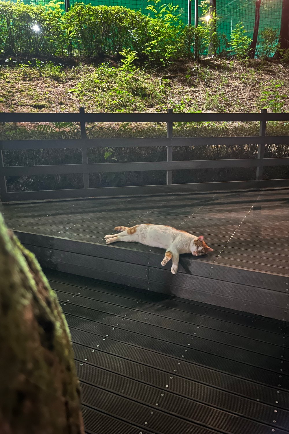 김고양