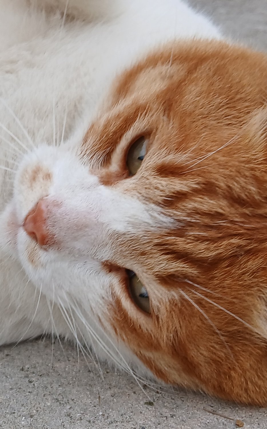 제냥이