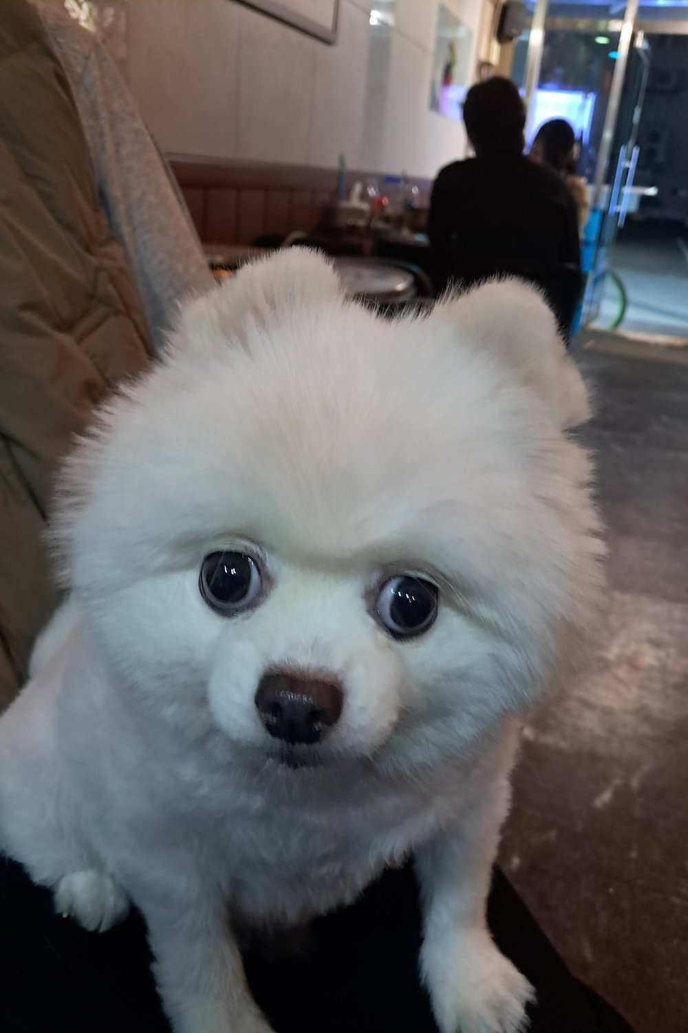 뽀삐