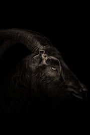 Black Phillip 