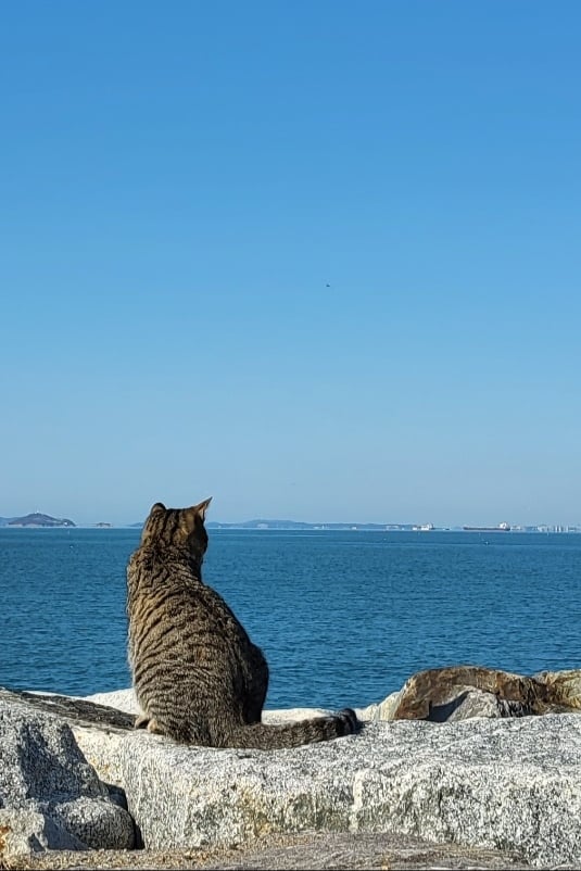고양이