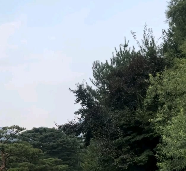 백서유