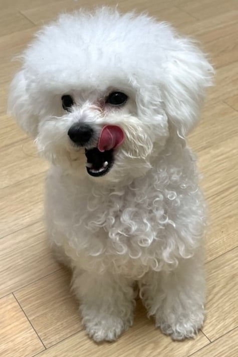 단빵이