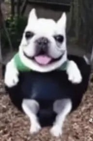 퍼피