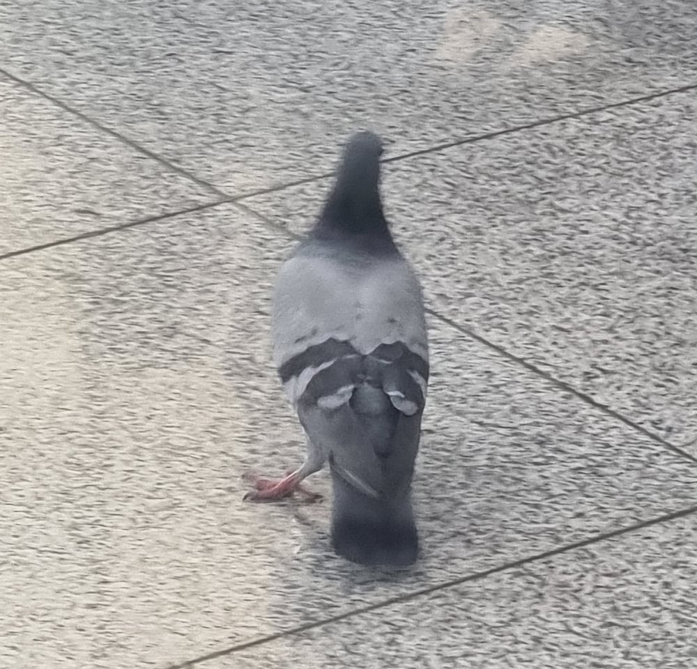 비둘기