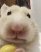 햄스터