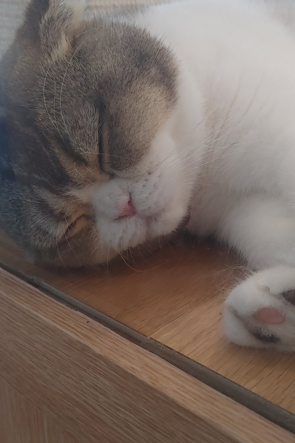 고영히