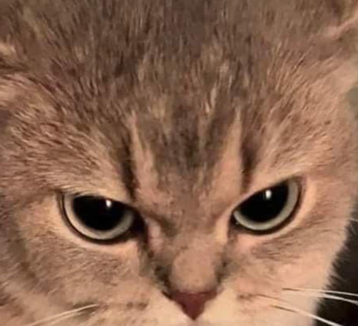 고양이